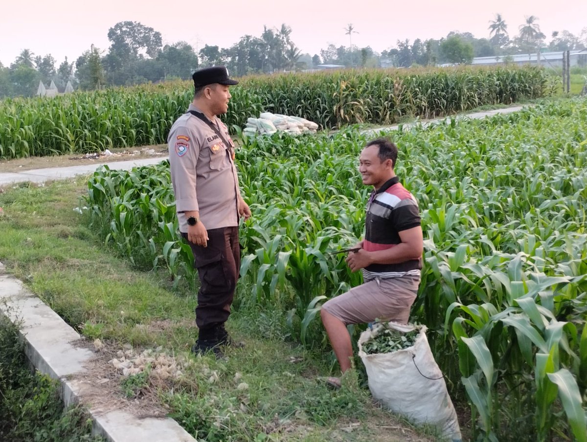 HumasS16233's tweet photo. Anggota Polsek Blitar Kota melaksanakan pengecekan lahan jagung guna melihat perkembangan pertumbuhan tanaman sebagai bentuk dukungan terhadap program Asta Cita Presiden dalam mewujudkan ketahanan pangan. Dalam kegiatan tersebut, anggota melakukan pemantauan kondisi tanaman, https://t.co/0DJygABXKM