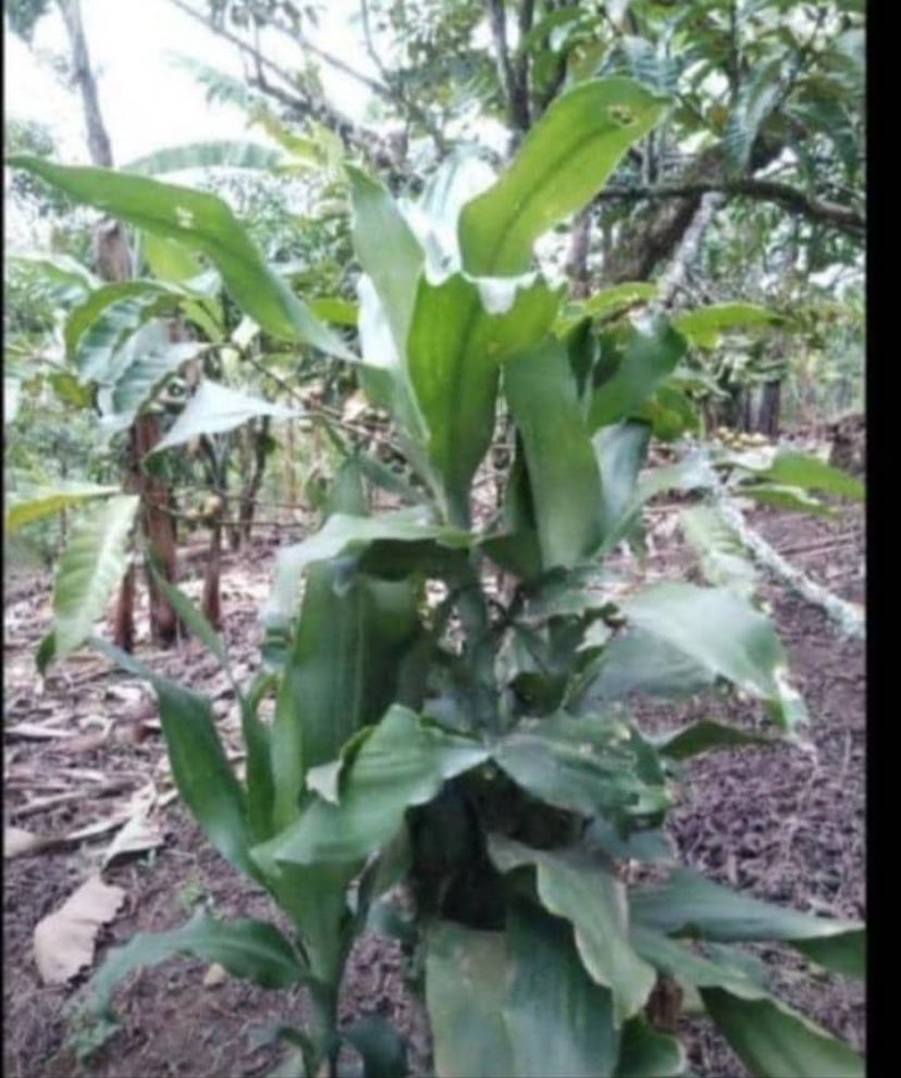 Agatie7's tweet photo. But who brought this idea that this plant should separate people’s land 😂 https://t.co/RNRRnno4UG