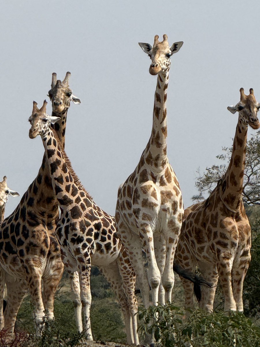 DaphineHeide's tweet photo. Uniquely gracious, uniquely Ours. Explore Uganda, the Pearl of Africa. https://t.co/82h7e5CGUK