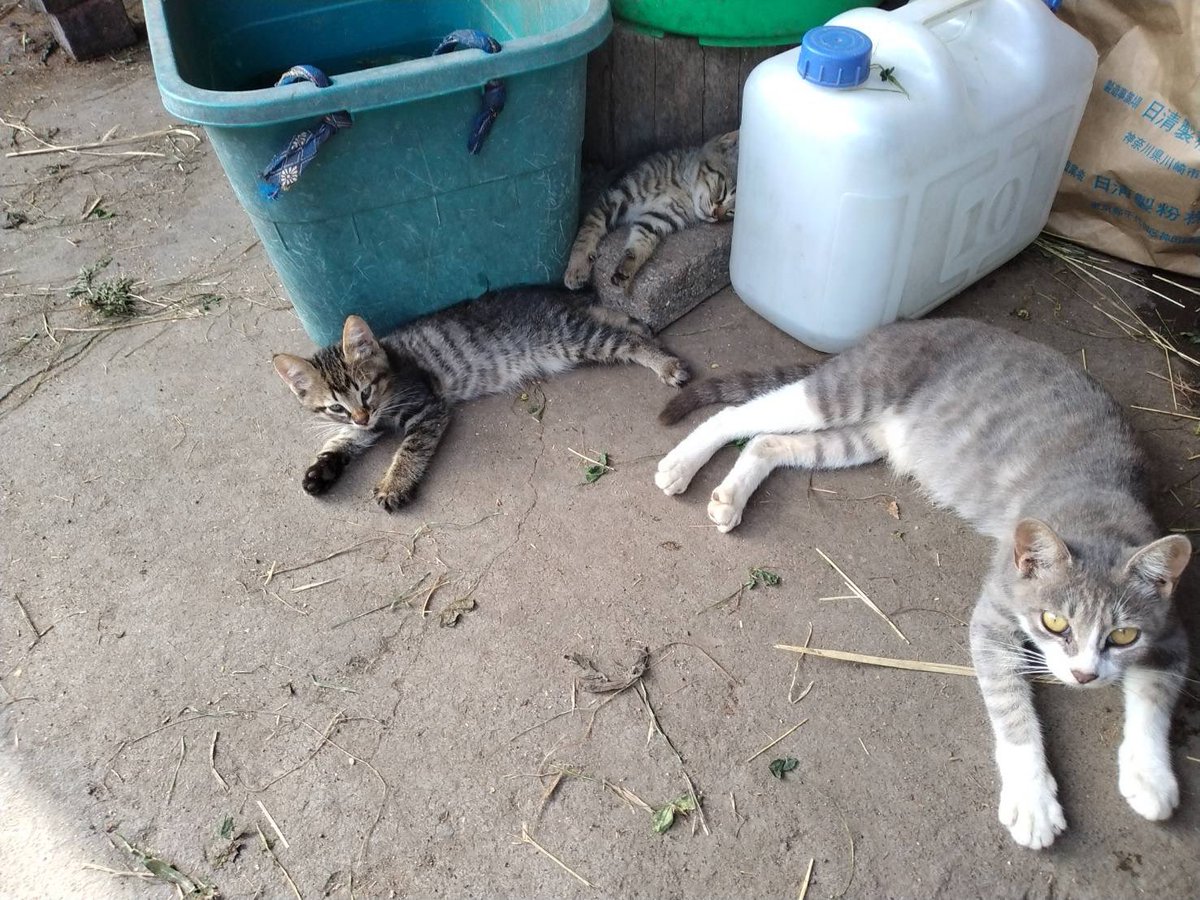 harunako_yuran's tweet photo. 暑い日はクーラーと水シャワーです🚿
猫も常に冷たい水を飲めるようにしておかなくては… https://t.co/E806hk0GTC