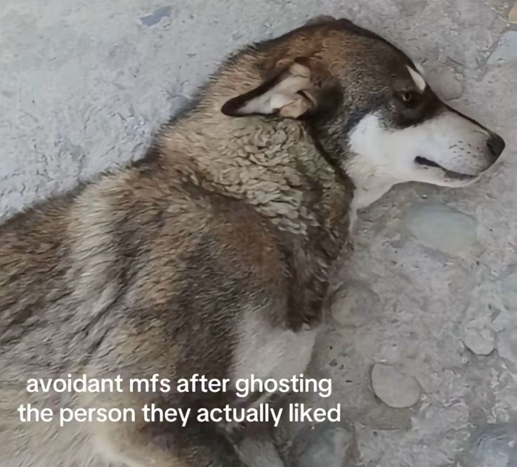 Dog tweet media