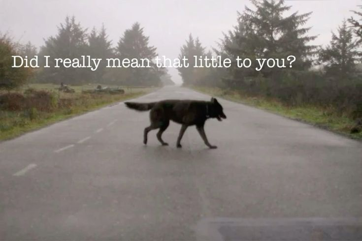 DoggyPosting's tweet photo. https://t.co/sWDeGbIUTa