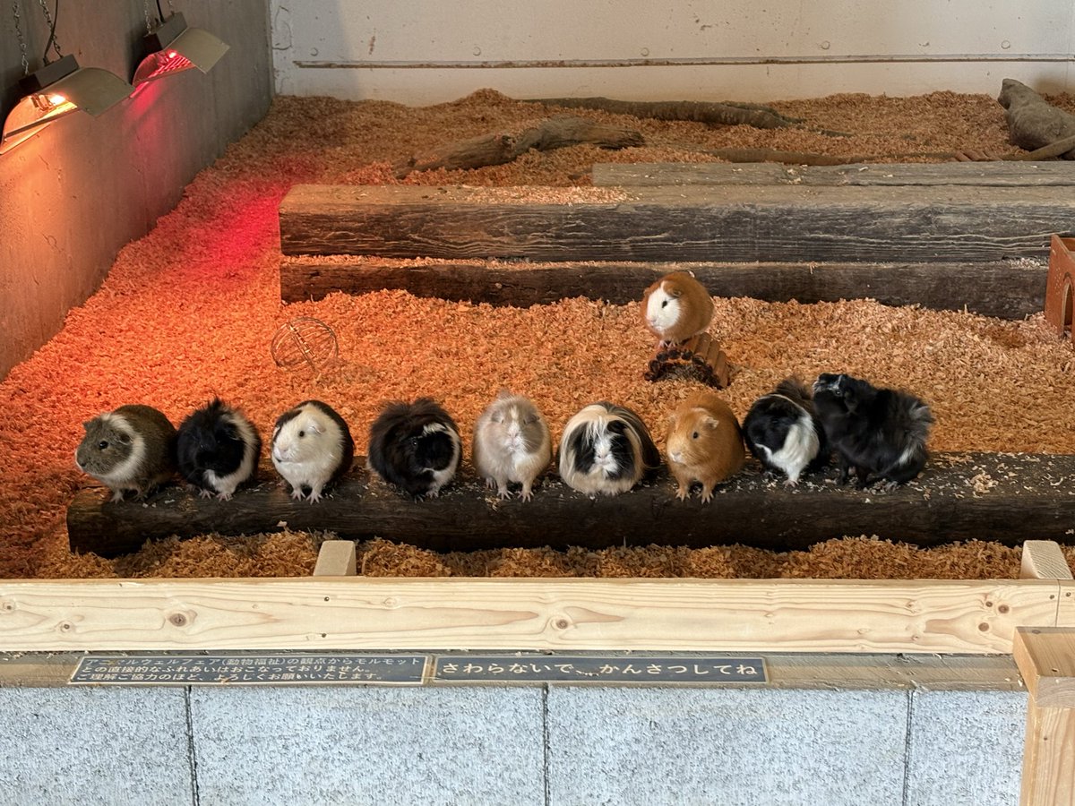 doubutsutominna's tweet photo. 閉園後に餌待ちしてるモルモット達
キレーに整列して、今か今かと待ち望んでいます！それにしてもカワイイ…

#霞ケ浦どうぶつとみんなのいえ 
#モルモット https://t.co/pO8TJbf6fC