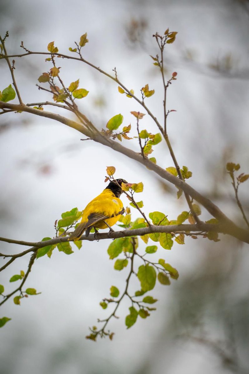 ishafoundation's tweet photo. Do you know the name of this bird? https://t.co/345r0uwf9V