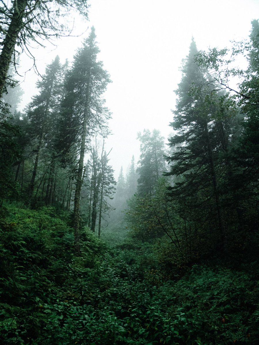 elemmiressoul's tweet photo. foggy. https://t.co/rGCqO14IkX
