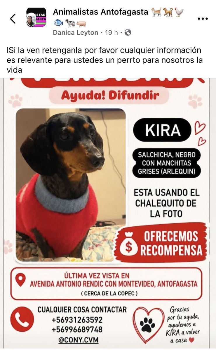 zig1758's tweet photo. 🆘🆘🆘🆘🆘🆘🆘🆘🆘🆘🆘🆘🆘🐕🐾🐾#Antofagasta https://t.co/pWLzjNr4fX