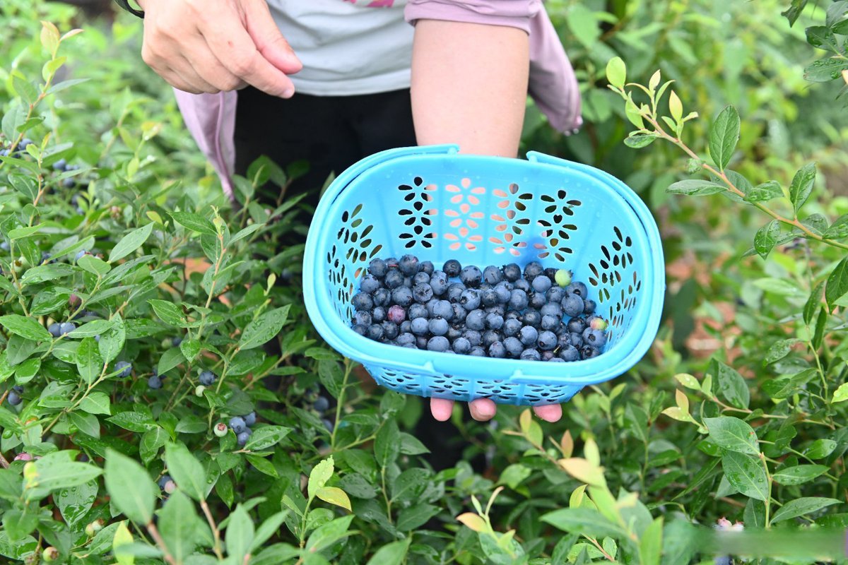 SusanDa88326899's tweet photo. Just tried the fresh wild blueberries from the local farmers’ market—sweet, juicy, bursting with natural flavor, way better than store-bought ones! A perfect snack or smoothie add-in. https://t.co/2nfR4fm7XY