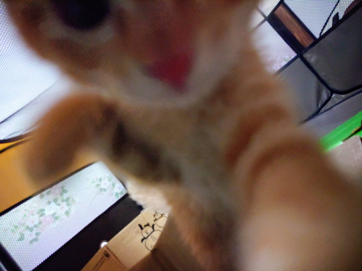 BQ0yHGBwdb3lztn's tweet photo. ヤバイ！狩られる！
#猫 #子猫 #茶トラ #まんじゅう https://t.co/Jmcj4FWgsJ