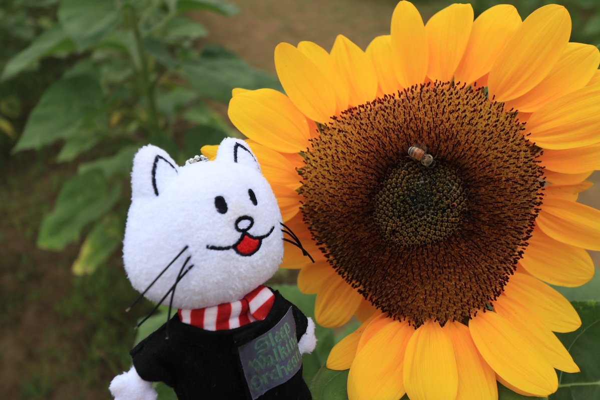 boc_RA96's tweet photo. おとといのふるさと広場🌻🌻 https://t.co/rWf0BeWnpT