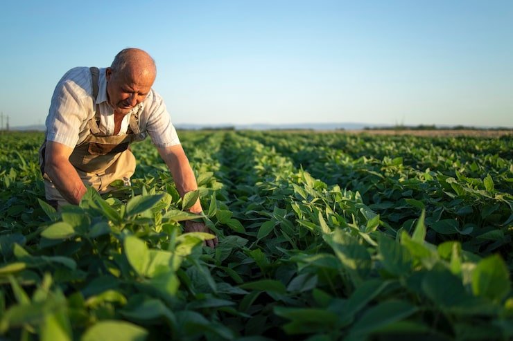 pulsorural's tweet photo. 📰 Actualidad Agro
Los monitoreos periódicos de cultivos permiten detectar malezas, plagas y deficiencias nutricionales de forma temprana, facilitando decisiones más eficientes y reduciendo pérdidas durante el ciclo productivo.
#Agro #PulsoRural https://t.co/JGrG20J1qa