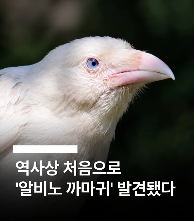 kingwest0219's tweet photo. 전설의 포켓몬?? 
온몸이 새하얀 알비노 까마귀의 등장 ㄷㄷ

1. 역사상 처음으로 온몸이 눈부신 흰 깃털로 덮인 매우 희귀한 '알비노 까마귀'가 발견됨.

2. 일반 까마귀는 멜라닌 색소 덕분에 까맣지만, 이 개체는 선천적으로 멜라닌 색소가 거의 생성되지 않음.

3. 그 결과 까만 털 대신 새하얀 깃털과 옅은 분홍빛 피부, 밝은 색의 눈동자를 지니고 태어남.

4. 겉보기엔 백조나 비둘기처럼 전혀 다른 새 같지만, 생물학적으로는 일반 까마귀와 동일한 종(Corvus corax)임.

5. 까마귀 특유의 뛰어난 지능과 사회성, 비행 능력, 신체 사이즈 등 기본적인 생태 특성은 일반 개체와 똑같음.

6. 문제는 이 신비롭고 예쁜 흰색 외투가 냉혹한 야생 생태계에서는 생존에 엄청난 페널티로 작용한다는 점임.

7. 까마귀들은 시각적 특징으로 서로를 인식하고 뭉치는데, 흰색 개체는 무리 속에서 너무 튀어 겉돌 확률이 높음.

8. 게다가 어두운 자연환경과 극명하게 대비되는 눈부신 색상 탓에 포식자들의 1순위 먹잇감 표적이 되기 쉬움.

9. 인간들 눈에는 경이로운 자연의 신비지만, 정작 까마귀 본인에게는 생존 난이도가 높아짐.

인간들 눈에는 전설의 포켓몬처럼 신기하겠지만, 자연의 세계에선 '나 여기 있으니 잡아잡수' 하고 광고하는 꼴이라 안타깝기만 하네요 ㅠ
