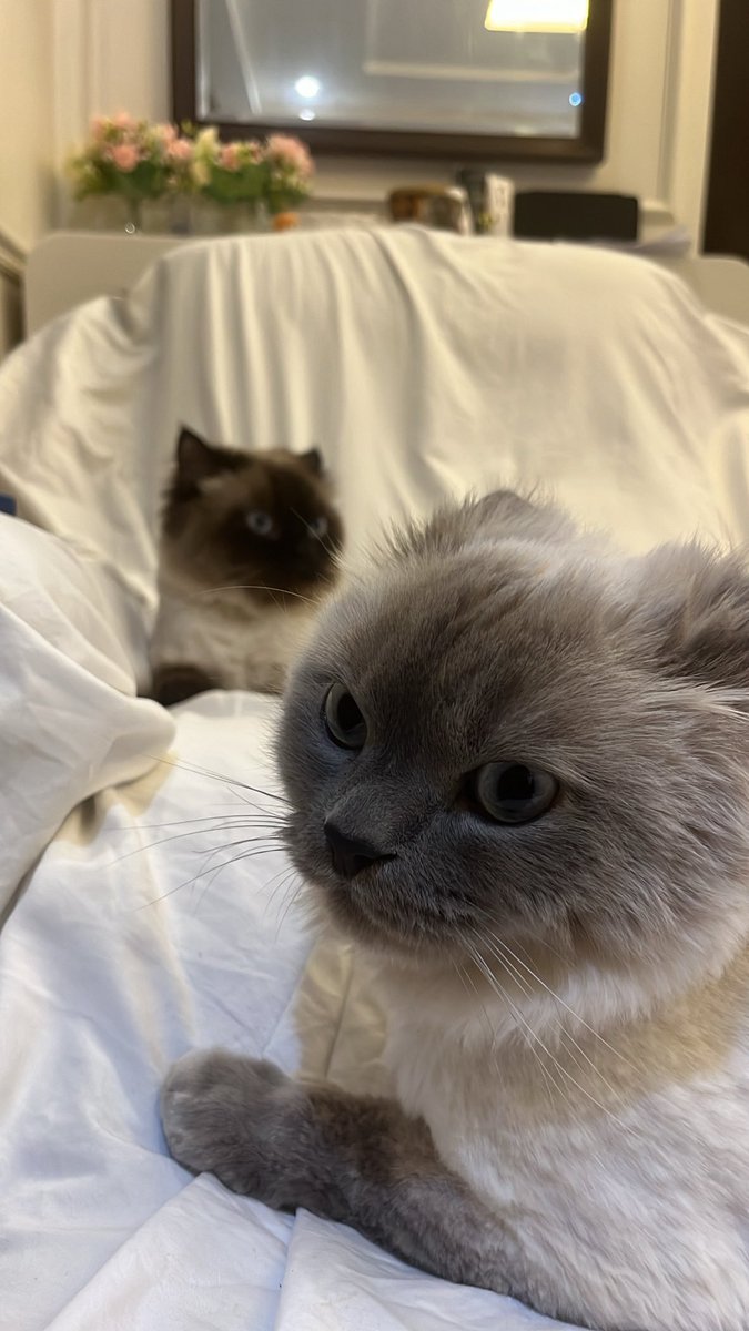 fawz_fbn's tweet photo. Tuesday 🐈 https://t.co/U5n4JnsDvx