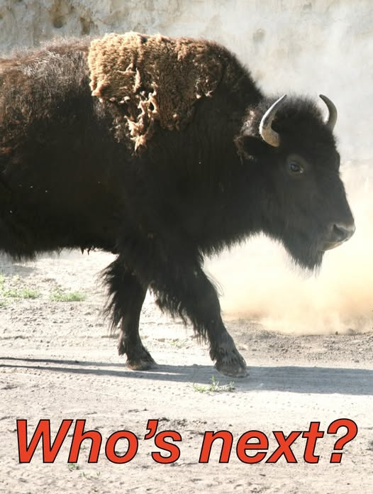 BuffaloRon tweet media