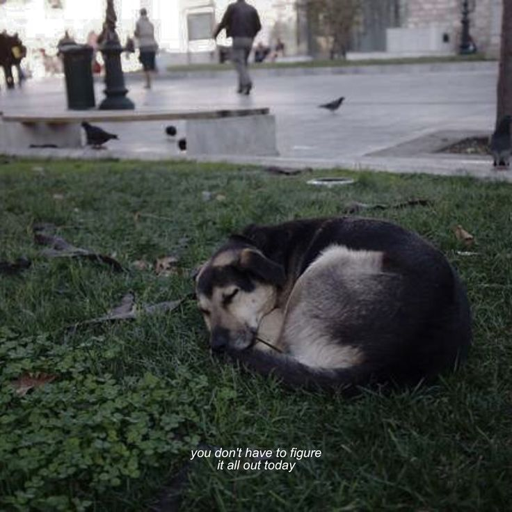 Dog tweet media