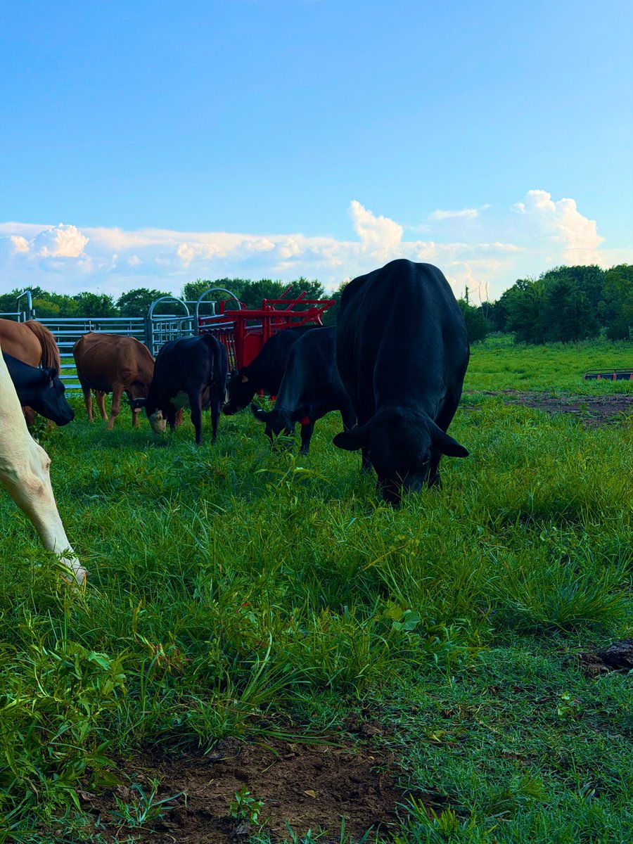 Mike | Oklahoma Rancher tweet media