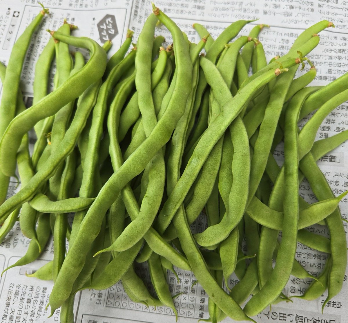 220222Hiro's tweet photo. 今日も暑かったけど野菜などの収穫を！イチジクとサヤインゲンは大量に採れました‼️ナスはあまり生育が良くないようです🤔 https://t.co/5VPHkUyWiT