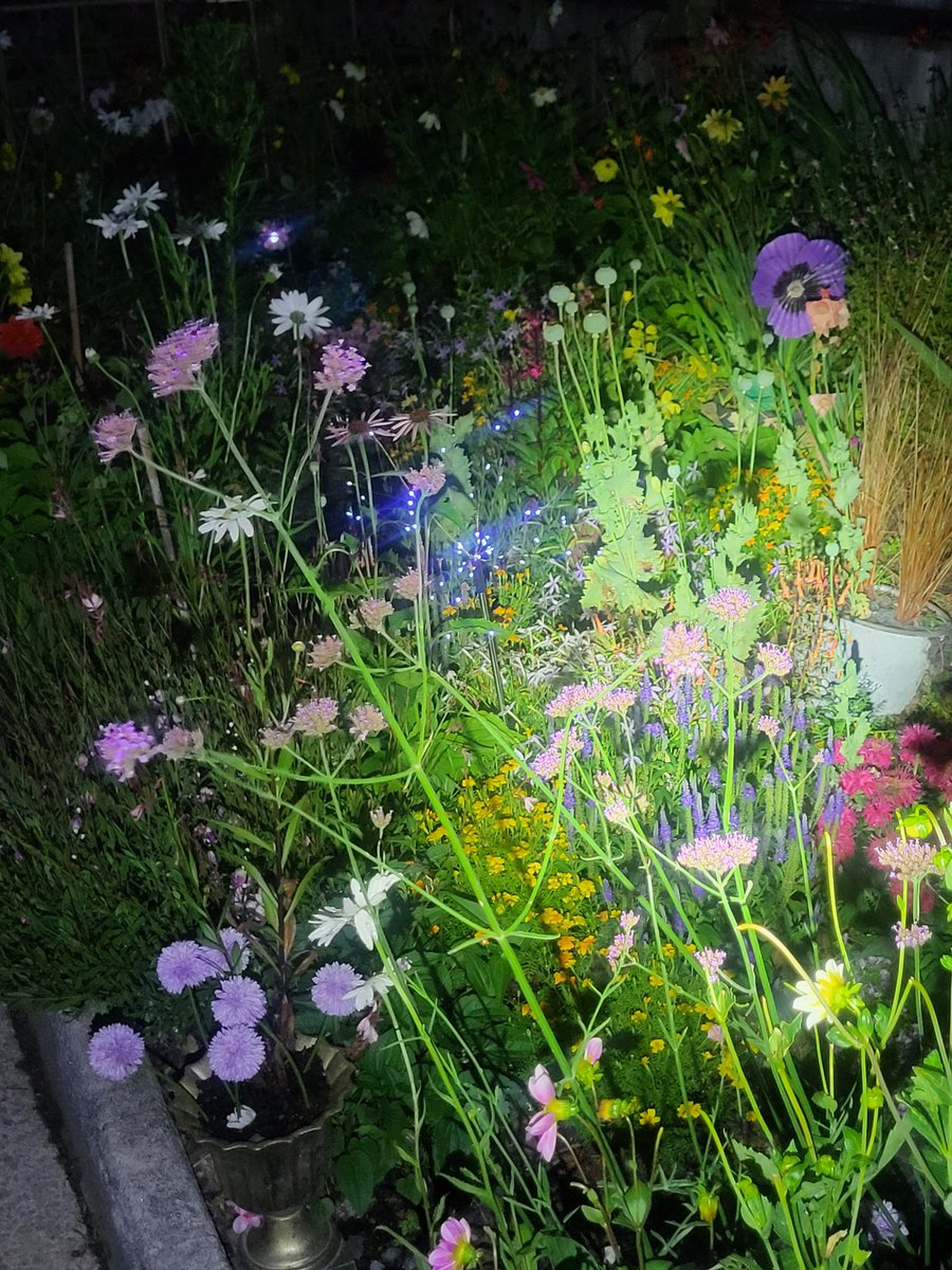 LawrenceSt43350's tweet photo. Chasing moths,, #mygarden #FlowersOnTuesday #thenightgarden https://t.co/298vonUNHW