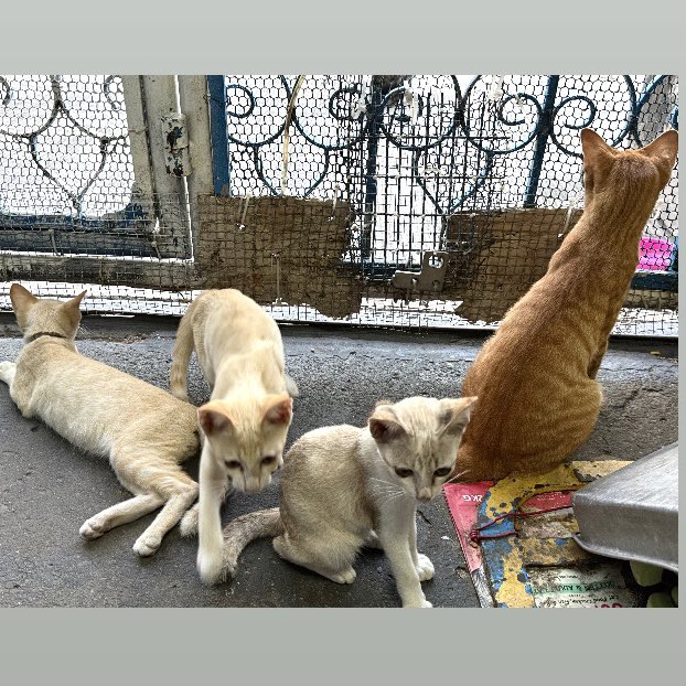 Th2svTil's tweet photo. 🐱
#猫にいる暮らし https://t.co/7hknDRVr9A