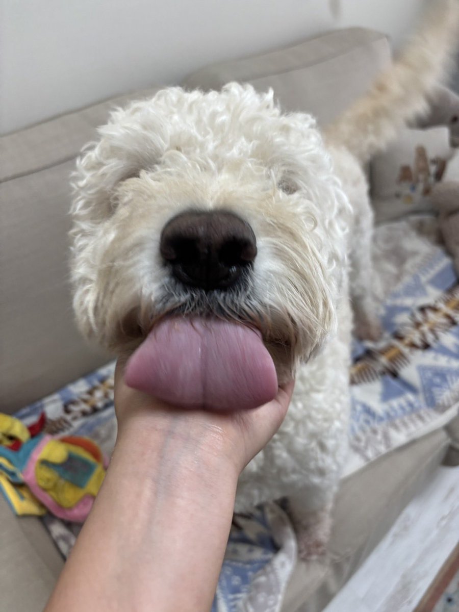 Emma_goldendoo's tweet photo. んべっ👅 https://t.co/xTMoKVnue0