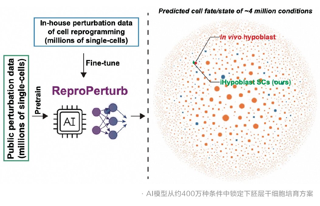 Chinazhidx's tweet photo. 🚨#Alibaba DAMO Academy × Westlake University develop ReproPerturb, an AI model for stem cell reprogramming  

Predicts cell reprogramming recipes from 4M combinations

Generates hypoblast-like stem cells sustained 50+ passages

Now applied to Parkinson’s cell therapy research https://t.co/ttGLCLE3n9