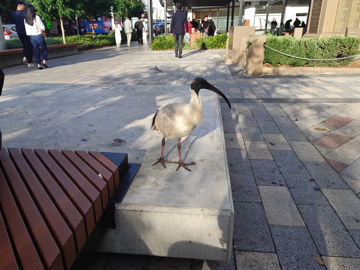 Roz_arai's tweet photo. I miss my Aussie friends already 🥺

PS: This bird has nothing to do with it and is not the friends in context. https://t.co/bHhwiAiP9k