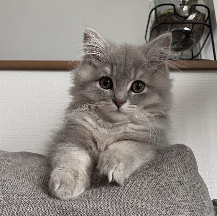 pcfkokoro's tweet photo. @Jennei Tebak gue aku tipe kucing nyang apah? https://t.co/z2c9a0w32w