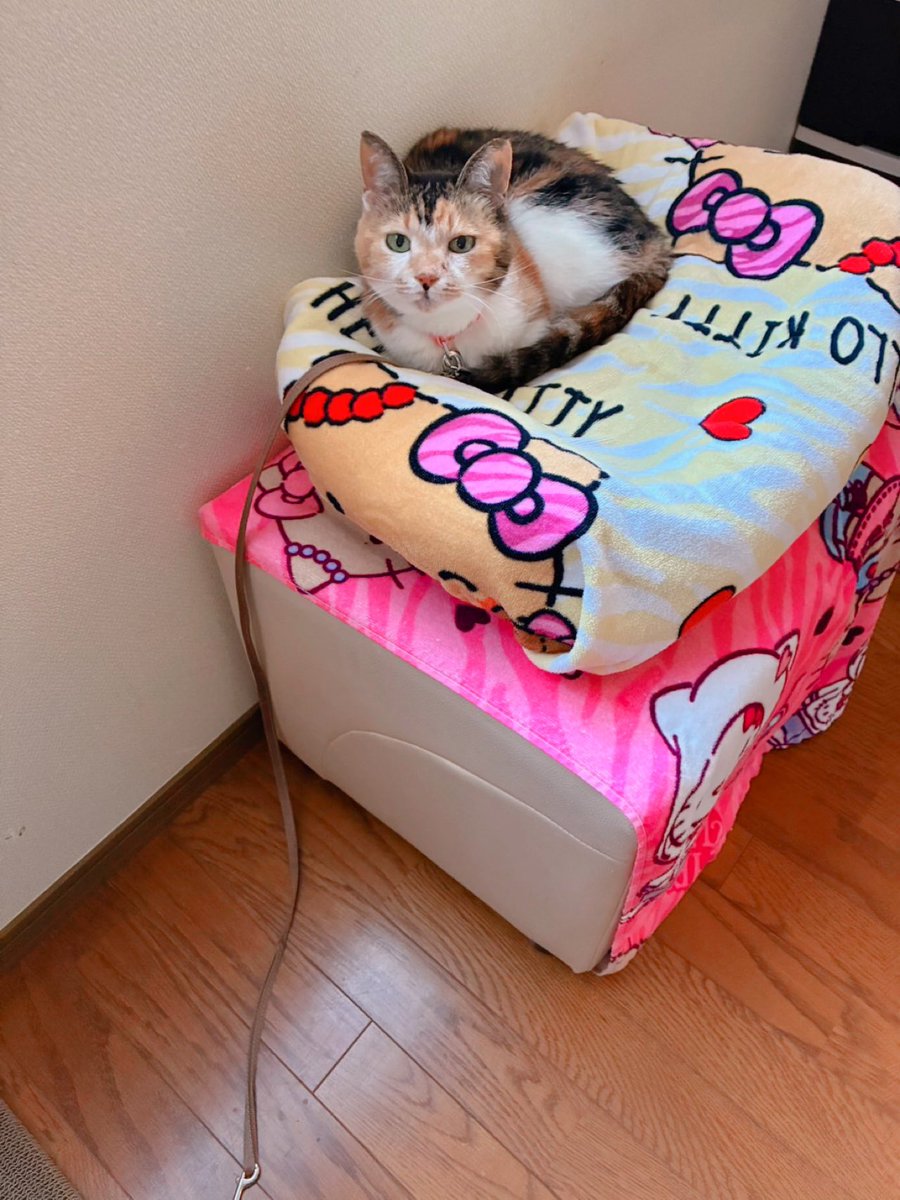 あめ画面 めちゃくちゃ珍しくお母さんが撮った あめちゃん🐱
