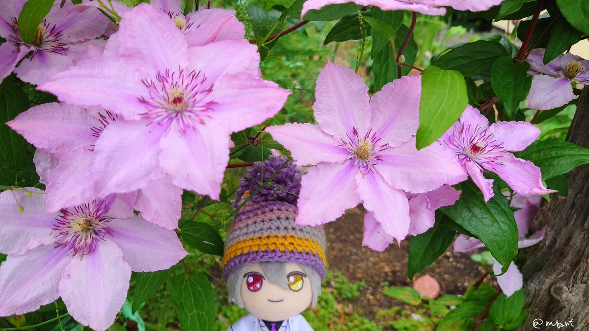 cca_momo's tweet photo. オエちゃんとクレマチス
#まほやく_ぬい https://t.co/pALNqUGP4y