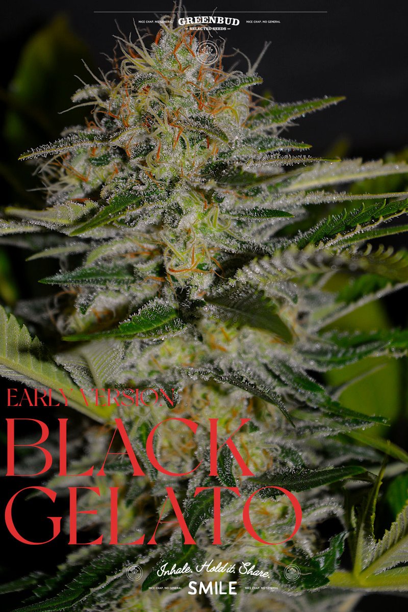 GreenbudSeeds's tweet photo. Some genetics deserve an encore.

BLACK GELATO EV brings together the unmistakable character of Gelato with the speed of an Early Version flowering cycle.

Fast. Resinous. Rich in creamy sweetness with earthy and fruity undertones.

Limited Edition by #GreenbudSeeds

#weedlovers https://t.co/eOVJ63dPti