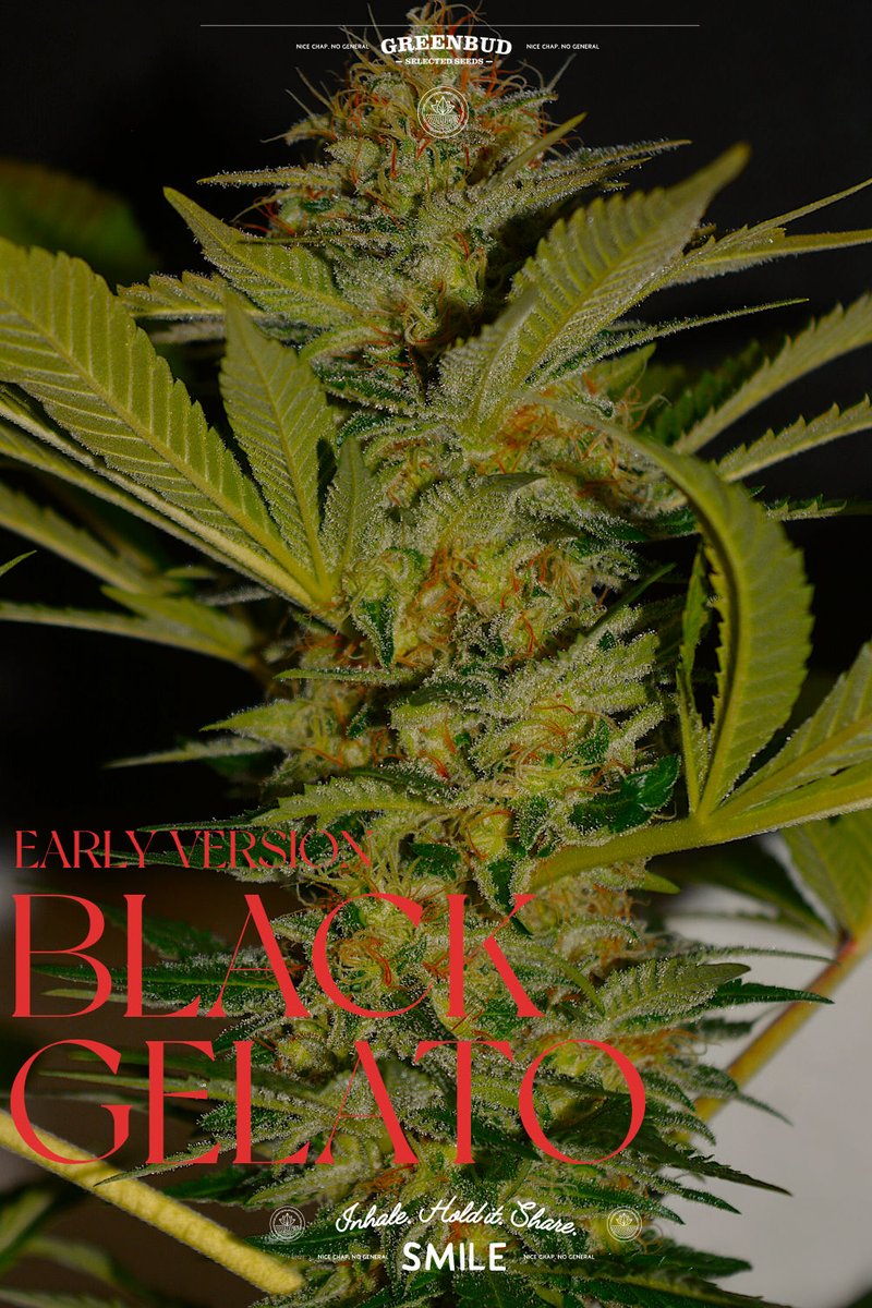 GreenbudSeeds's tweet photo. Some genetics deserve an encore.

BLACK GELATO EV brings together the unmistakable character of Gelato with the speed of an Early Version flowering cycle.

Fast. Resinous. Rich in creamy sweetness with earthy and fruity undertones.

Limited Edition by #GreenbudSeeds

#weedlovers https://t.co/eOVJ63dPti