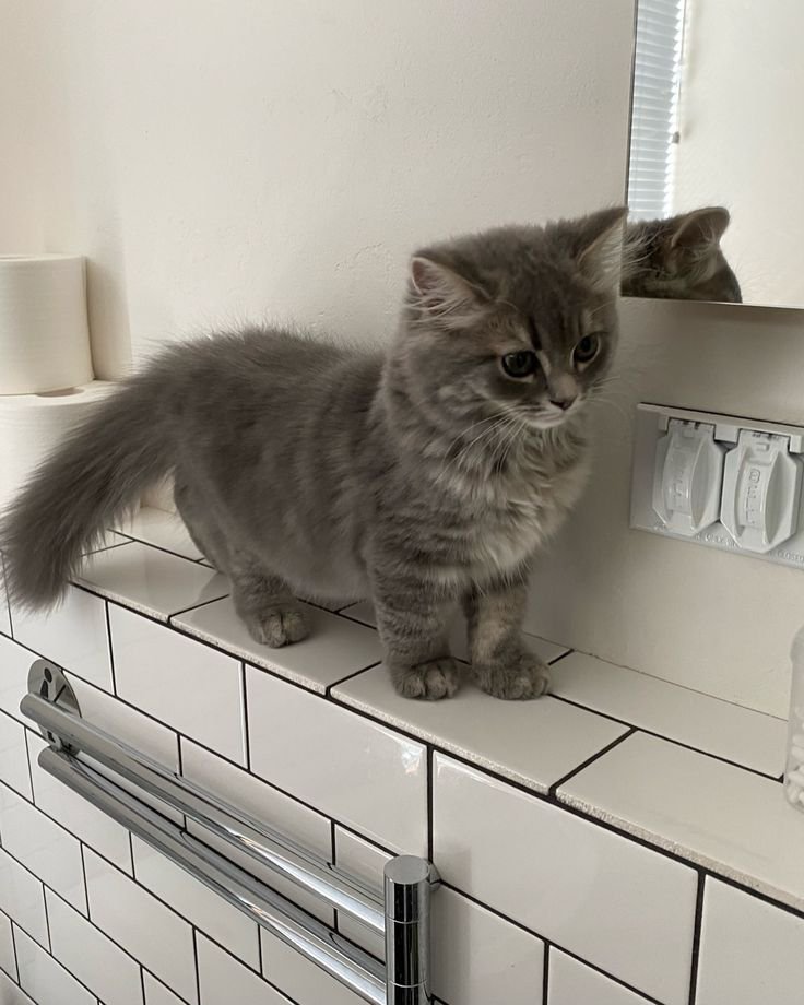 pcfkokoro's tweet photo. @yermicese @_ Kalau gue sih tiap hari emang imut, ngapain aja imut, tidur imut, ngeong imut, mandi imut https://t.co/6zFyLU4LVG