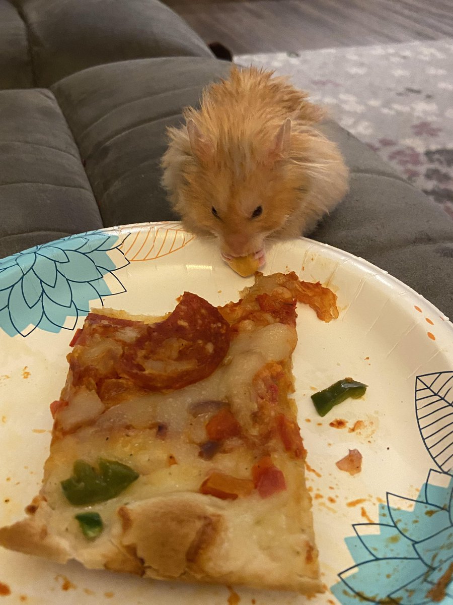 thehamsterbear's tweet photo. https://t.co/9ewdzlla0X