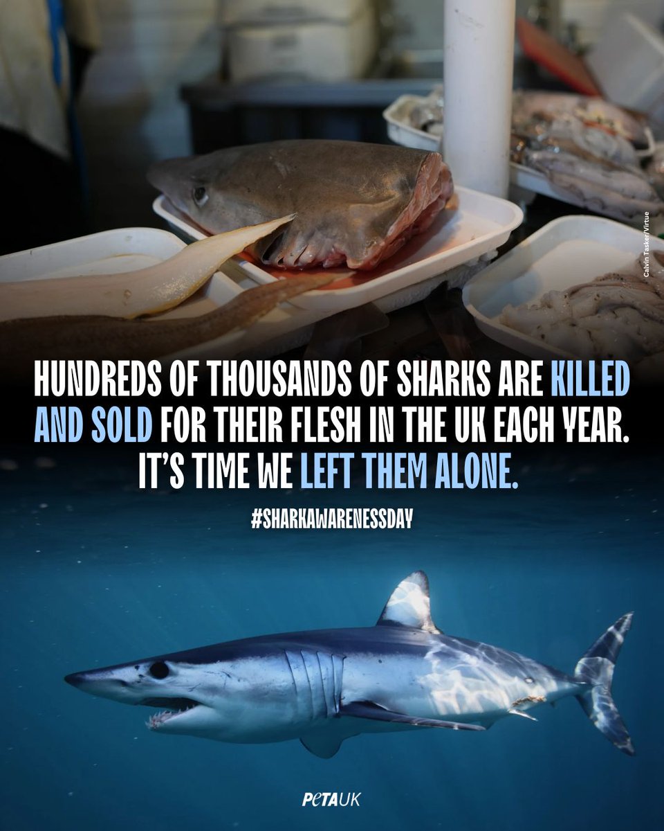 PETA UK tweet media