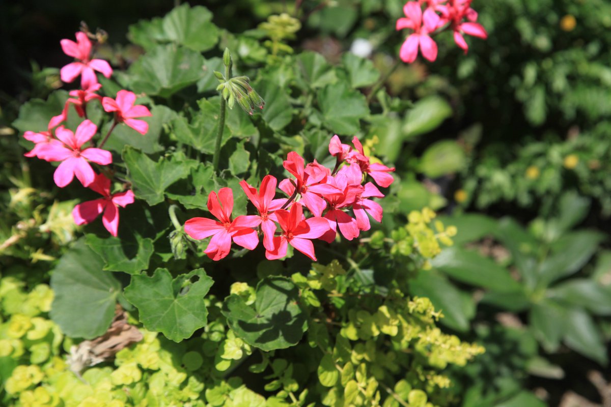 cinq_sp's tweet photo. EOS5Dにいいかなと思って手に入れたジャンクのEF24-85mmですが、第３群のレンズに水滴状の汚れ（バルサム切れ？）があり、分解しきれなかったためそのまま使ってみました。見事にふんわり描写です、残念🥲 https://t.co/trZWgAmMlx