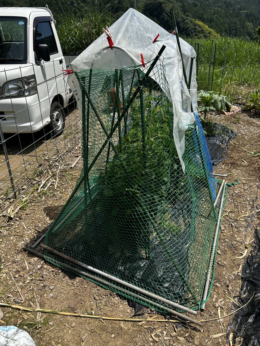 H8yBmvp's tweet photo. トマト🍅

ハクビシン被害2
トウモロコシ🌽を食べ終わり今度はトマトを食害💦💦

流石にネットをするけどどうだろう❓
予防できればいいけど…😨

#トマト
#鳥獣被害
#家庭菜園

https://t.co/ZS94f4IxMY https://t.co/NF5hlLNw7r