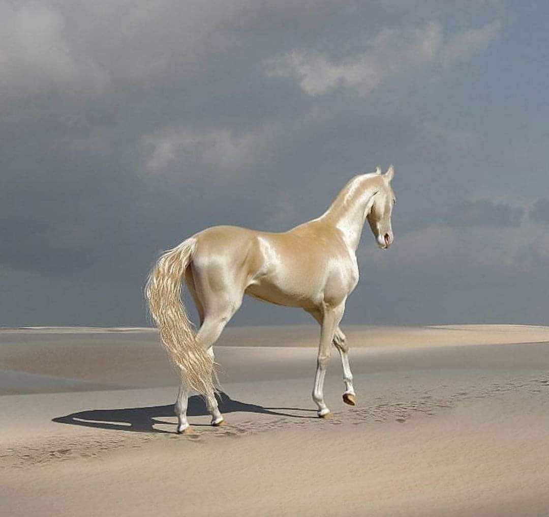 Hana_b30's tweet photo. The Akhal-Teke is probably the most beautiful horse breed in existence. Apart from their breathtaking metallic sheen (lending them their nickname "The Golden Horse"), they are also known for their speed and intelligence. There are about 6,600 of them on Earth. DNA research found the Akhal-Teke to be one of the oldest horse breeds alive today.