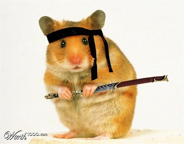 mice0102's tweet photo. MAIN https://t.co/U6qHXdGggy