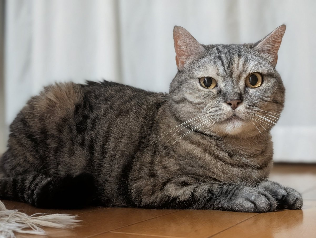 ねこさん⚡(ΦωΦ) (@catnap707) / Posts / X