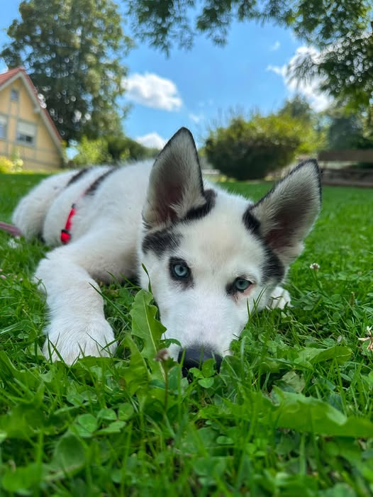 yolandaschultes's tweet photo. 32758 Detmold
Husky (Welpe) ausgesetzt
Kopie Tierheim Detmold
Diese noch sehr junge Huskydame (wir schätzen 3-4
Monate alt) wurde uns gestern Abend am Zaun angebunden.
Leider ist sie nicht gechippt.
Wir sind maßlos schockiert wie man einen Welpen einfach so entsorgen kann.
Ihrem Verhalten nach zu urteilen hat die Maus in ihrem jungen Leben keine gute Erfahrungen mit Menschen gemacht
Wer uns Hinweise geben kann wo dieser Hund herkommt bitte unbedingt an uns weiterleiten
Wir haben ihr den Namen Nymeria gegeben
Aktuell befindet sich Nymeria NICHT in der Vermittlung!
Hinweise bitte an

+49 5231 24468
info@tierheimdetmold.de
