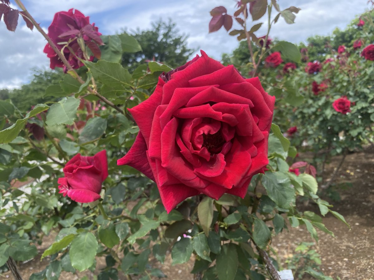 BlueOcean_Earth's tweet photo. 「パパメイアン」
#バラ #薔薇 #ばら #花 #rose #flower https://t.co/fCJSfMplAE