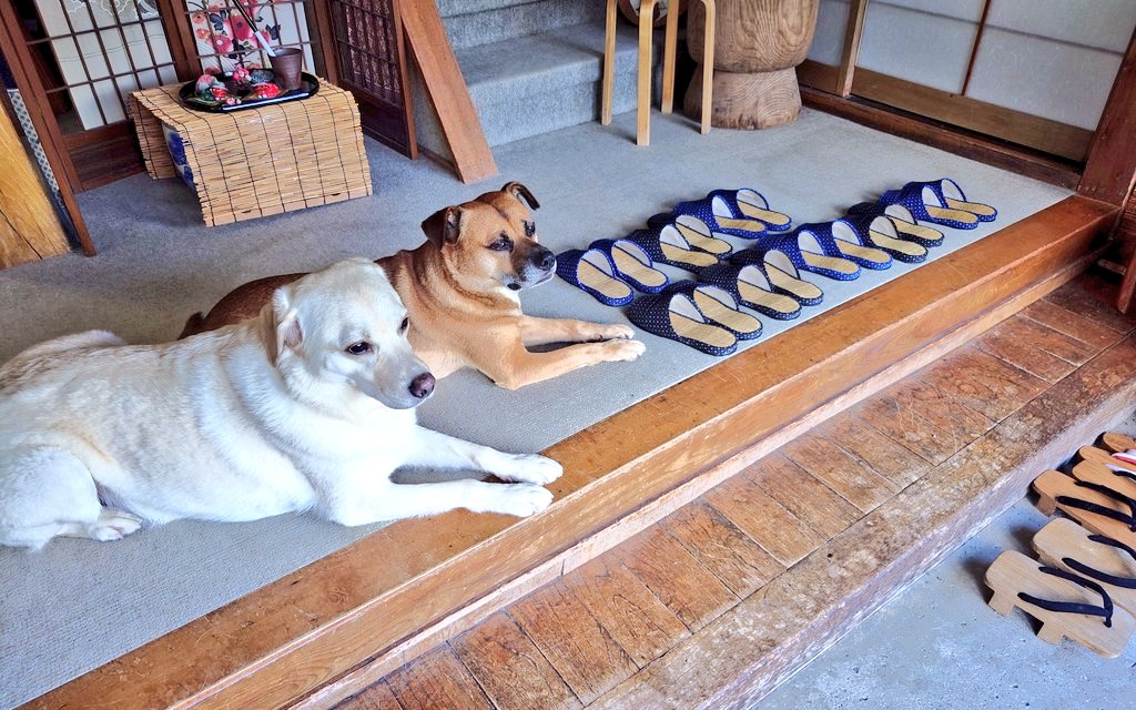 nanbuya_towada's tweet photo. 本当はずっと元気でいて欲しいけど…

ウチの2匹も…大病したし10歳超えたし…宿から引退の日もそう遠くないかな…とも考えています…

必ず会える保証は無いけど、宿泊して「会いたい」と言って頂ければ努力します。
幸い当館は御一人OK
素泊り3300円/2食付5800円

2匹が元気なうちにお早目にどうぞ😭 https://t.co/t5l02sruTm
