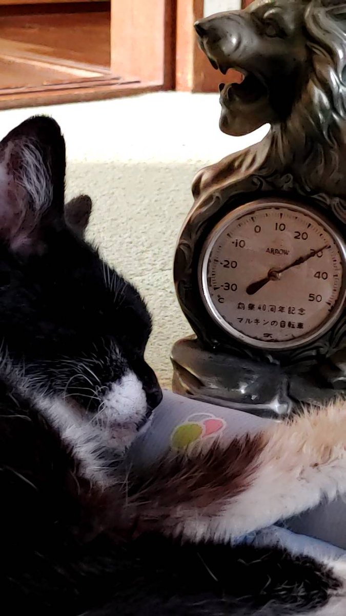 WVElR6RbLXNdUzr's tweet photo. #猛暑　#猫逸走注意
【猫から離れないで】
3年前も急な猛暑
17日34℃
18日午前２時、28℃熱帯夜
　　36℃

土用の入りは猫の逸走が多いようです。
保護活動家さんや探偵さんの活動は
多忙を極める時期、
飼い主は孤独に探すことになります。

どうか飼い主さんも体を労り
猫の側で家で休んでください🙏 https://t.co/DSauYXES5T