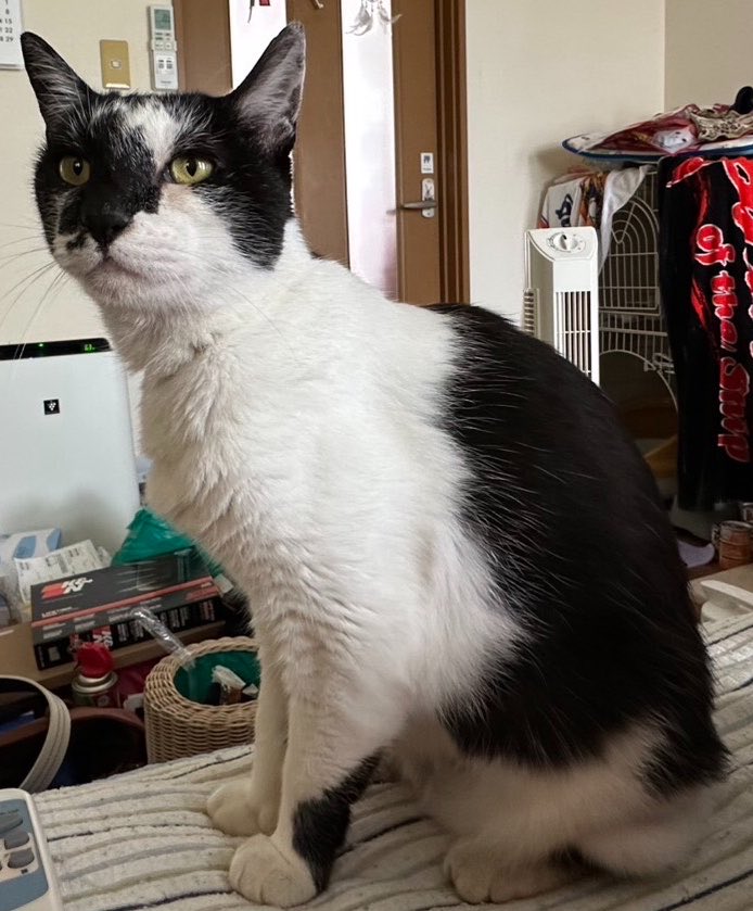 privateeye_pet's tweet photo. 【迷子猫を探しています‼️】

愛知県安城市赤松町付近にて

7月13日から行方不明になりました💦

目撃した方はリプライやDMをいただけますと幸いです🙇‍♂️

名前：ミルク
性別：メス（避妊済）
年齢：7歳
特徴：牛柄
　　　声が可愛い
　　　しっぽが長い

#迷子猫 #猫 #迷い猫 #愛知県 #安城市 #拡散希望 #迷子ペットを守りたい