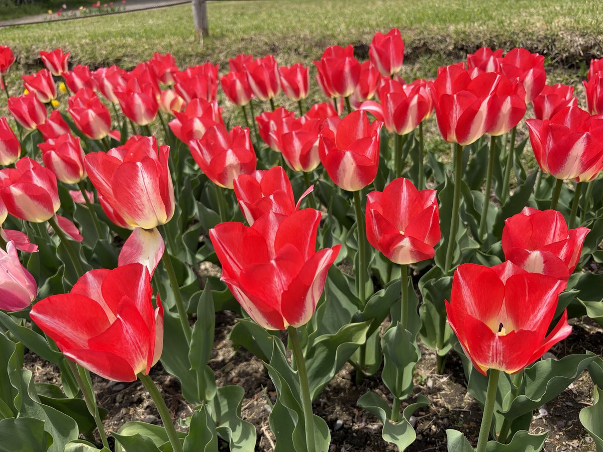 BlueOcean_Earth's tweet photo. 「スプリング サプライズ」
#チューリップ #tulip #花 #flower https://t.co/ju5cqLRCaq
