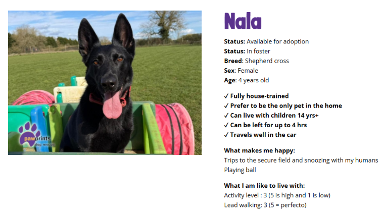 PDRescue's tweet photo. Nala is still in foster &amp; waiting for her forever people. We're based in #Warks but do consider further afield. Do YOU know someone who might fall in love with our beautiful girl?  Remember once Nala finds her people, that foster home is free to save another life 💜

Please RT 🙏 https://t.co/gXkE2N6tbg