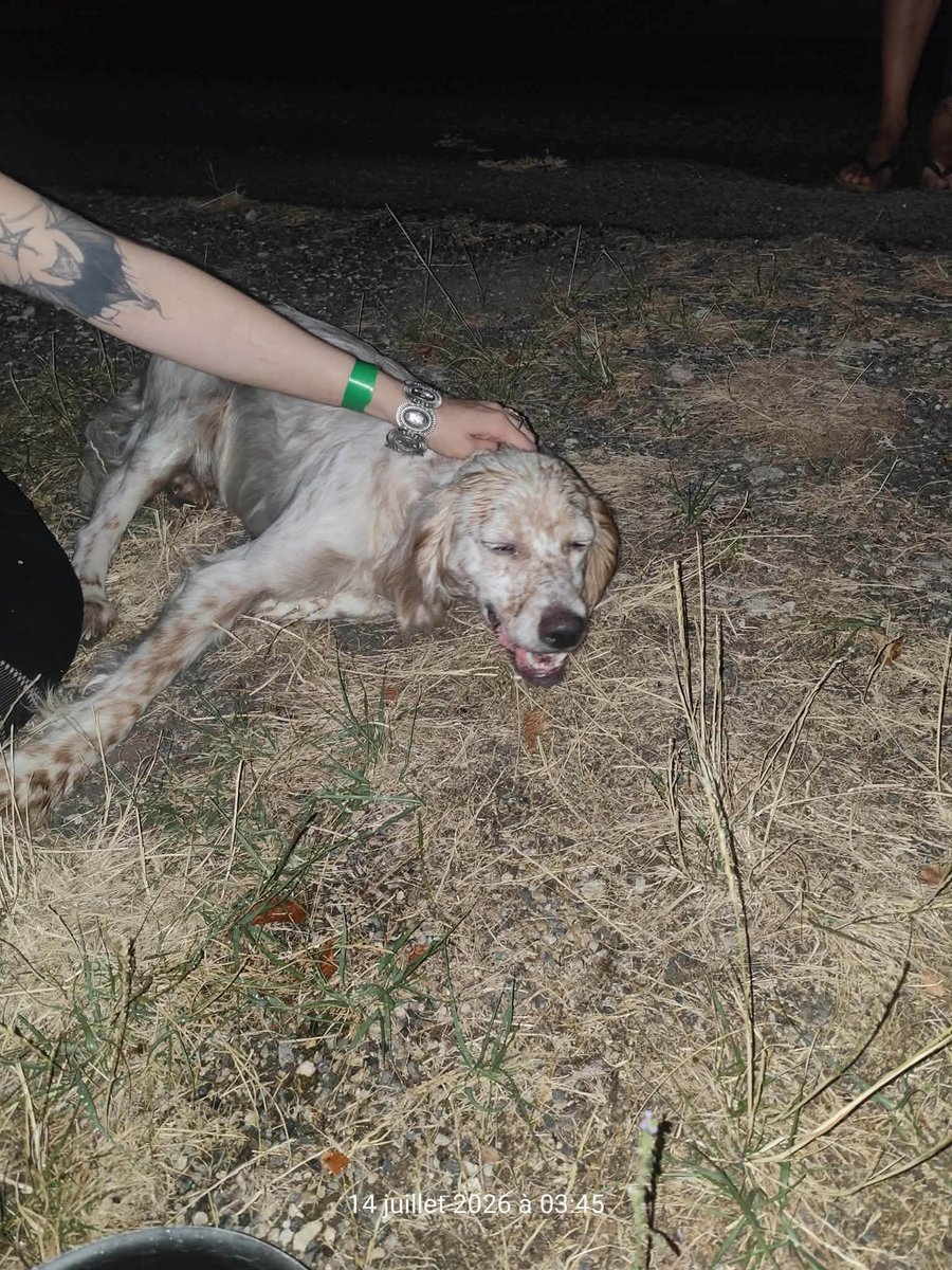BRINDILLE851's tweet photo. Animaux perdus/trouvés 46  ·
Raf Brcht 
Bonsoir ce chien viens de se rendre chez moi complètement épuisé, en manque d’eau et de nourriture, en pleine crise de chaleur.
J’ai contacté la gendarmerie les vétos et les pompiers mais personnes ne peu m’aider.
Sur Grezels 46700 !!!! https://t.co/JkB72k77iz