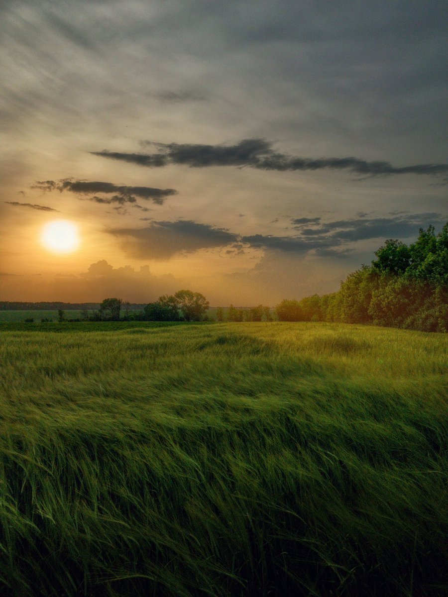 earthcurated's tweet photo. "Imagine walking through a quiet field of wild grass just as the sun begins to set. It's perfectly warm, and the only sound is the gentle hum of the earth settling in for the night. Pure stillness." https://t.co/8tz6Yalklm