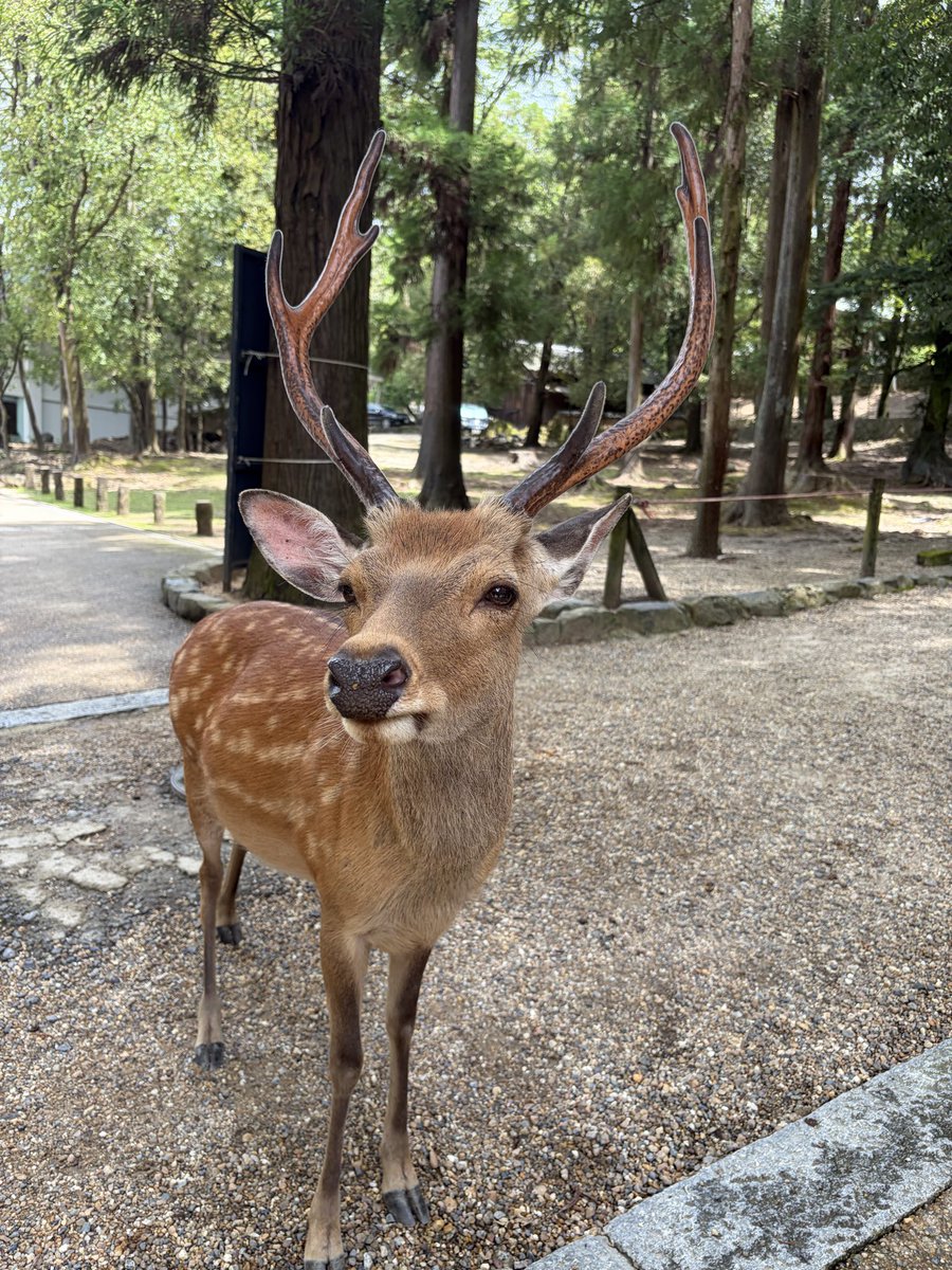 kemurinoki30's tweet photo. #奈良公園 鹿だらけーー
　#春日大社 も参拝したよー https://t.co/22ohRPRIcA