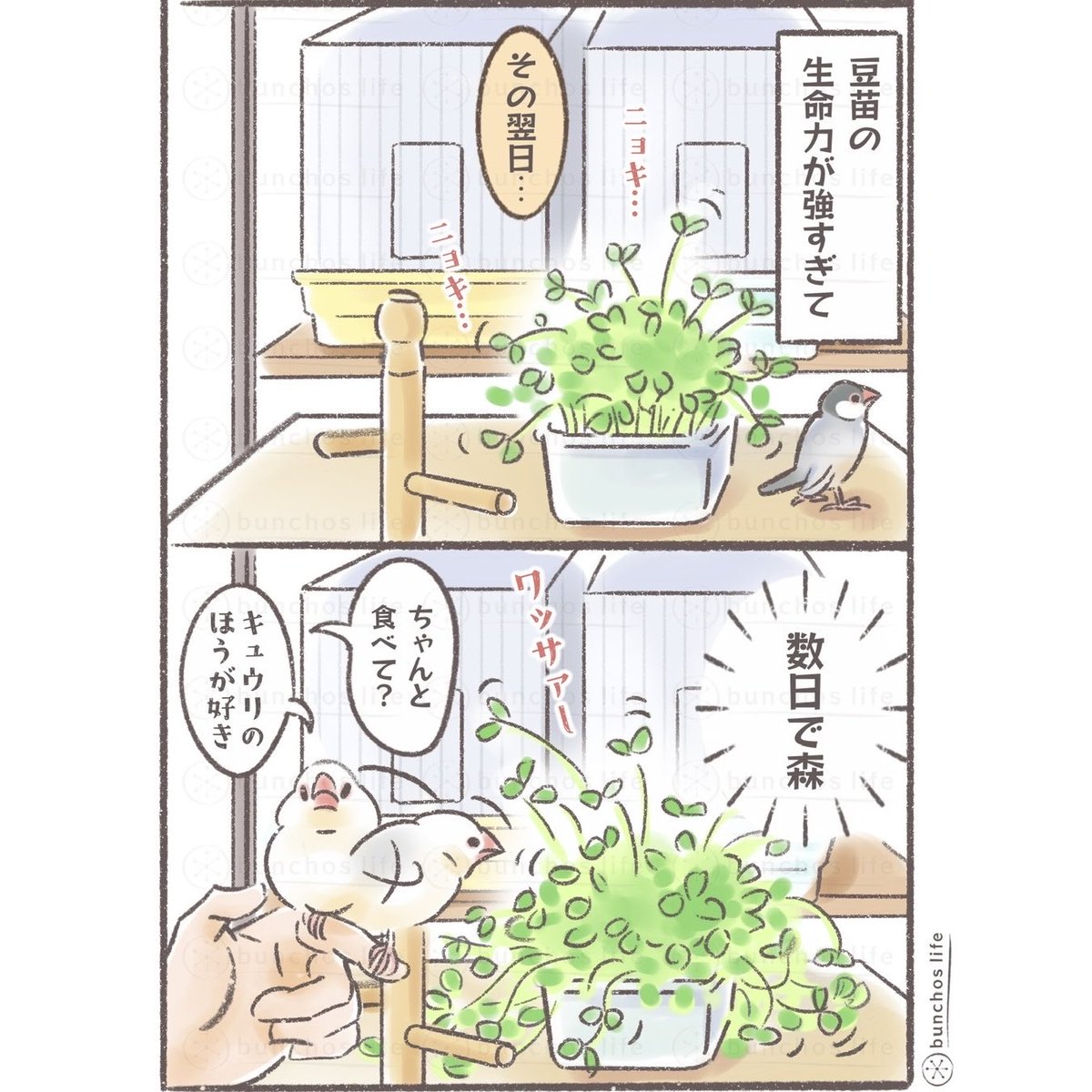 komugi_chan55's tweet photo. 豆苗の生命力が強過ぎてケージ前が森
#文鳥 
#4コマ漫画 https://t.co/zjJr2wn8za