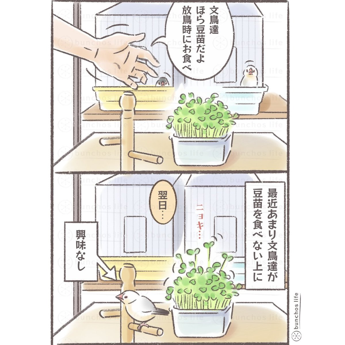 komugi_chan55's tweet photo. 豆苗の生命力が強過ぎてケージ前が森
#文鳥 
#4コマ漫画 https://t.co/zjJr2wn8za